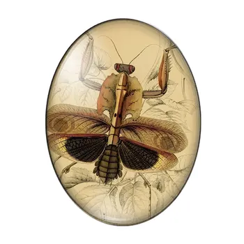 Vintage Motýľ dragonfly bee hmyzu 10pcs 13x18mm/18x25mm/30x40mm Oválne foto sklo cabochon demo ploché späť, Takže zistenia Vintage Motýľ dragonfly bee hmyzu 10pcs 13x18mm/18x25mm/30x40mm Oválne foto sklo cabochon demo ploché späť, Takže zistenia 1