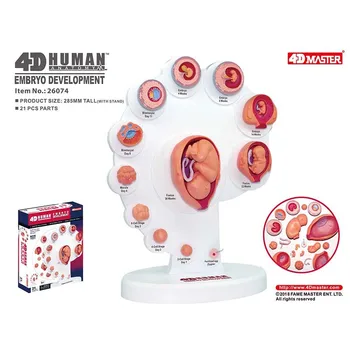 21 Diely 4D Ľudských Embyro Rozvoj Anatomický Model Fetálny Rast Orgán Lekárske Výučby Zmontované Hračky