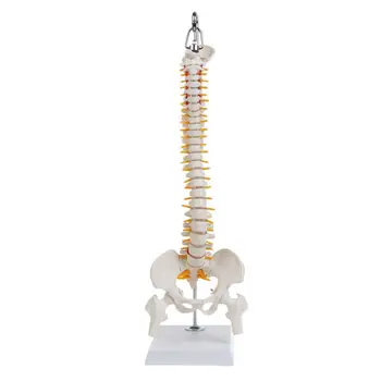 45 cm Flexibilné Ľudskej Chrbtice Bedrových Stavcov Anatomický Model Anato
