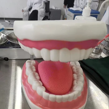 6X Veľký Veľkosť Zubné Typoodnt Štetcov Nite Praxi Štúdium Zuby Model Vyučovania Model Normálne Demo