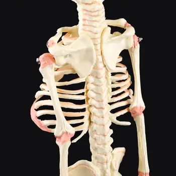 Jeden pre Hlavu Detská Lebka Ľudského Výskumu Model Kostry Anatomické Anatómie učiteľské Študijné Displej Dropship