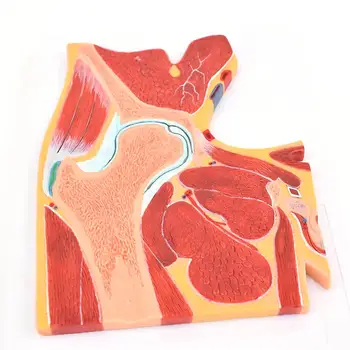 PVC Ľudské 1 Časť Bedrového Kĺbu Profil Model Lekárske Anatomické Modely Výučby