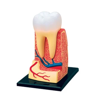 Zuby Anatómie Model Zubné Demonštrácia Model pre Zubár Študent Prax Dropship