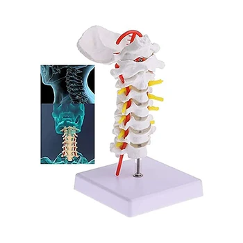 Ľudské Anatomický Model Stavec Krčnej Modelu Krčnej Chrbtice, Krku Tepny Okcipitálneho Kosti Disk a Nervové Model