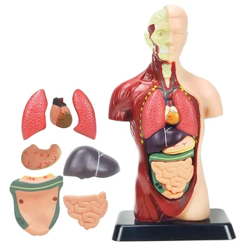 Ľudské Telo Modelu Pre Deti Multicolor Plastové Ľudské Torzo Anatómie Model Hračky 8 Ks Odnímateľné Anatómie Bábika So Srdcom & Orgánov